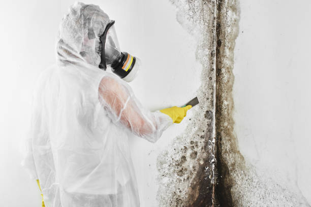 Mold Removal and Inspection in Ronkonkoma, NY