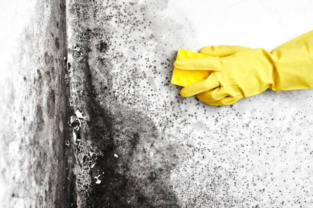 Best Emergency Mold Removal  in Ronkonkoma, NY