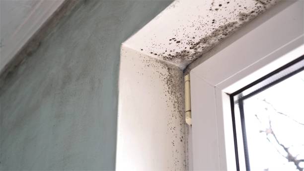 Best Toxic Mold Removal  in Ronkonkoma, NY