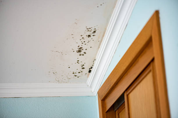 Best Black Mold Removal  in Ronkonkoma, NY