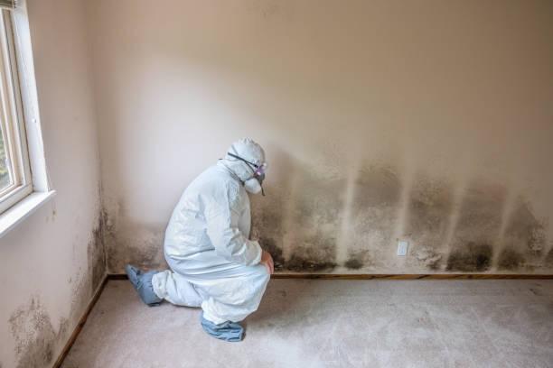 Best Toxic Mold Removal  in Ronkonkoma, NY